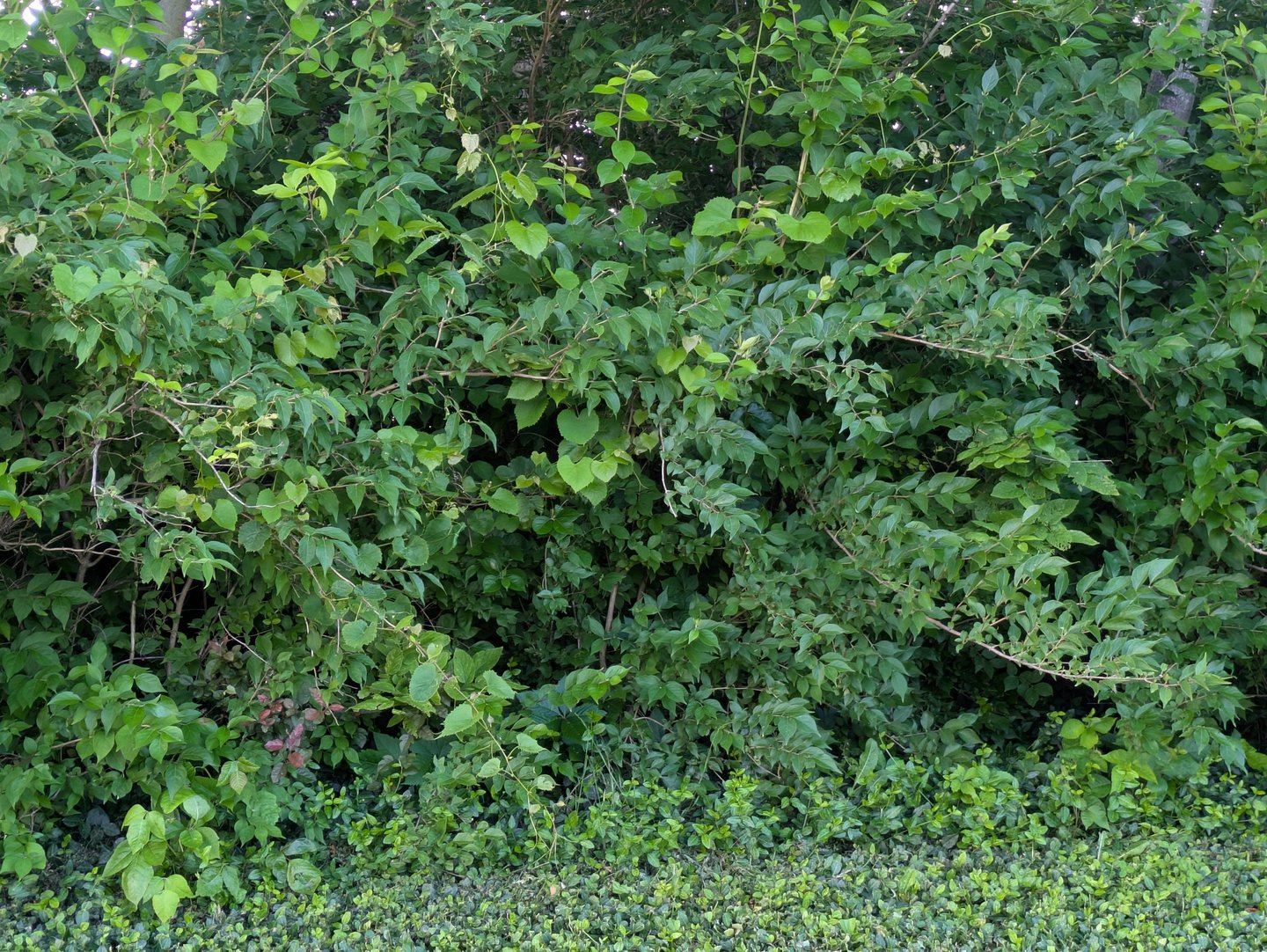 Invasive honeysuckle plant