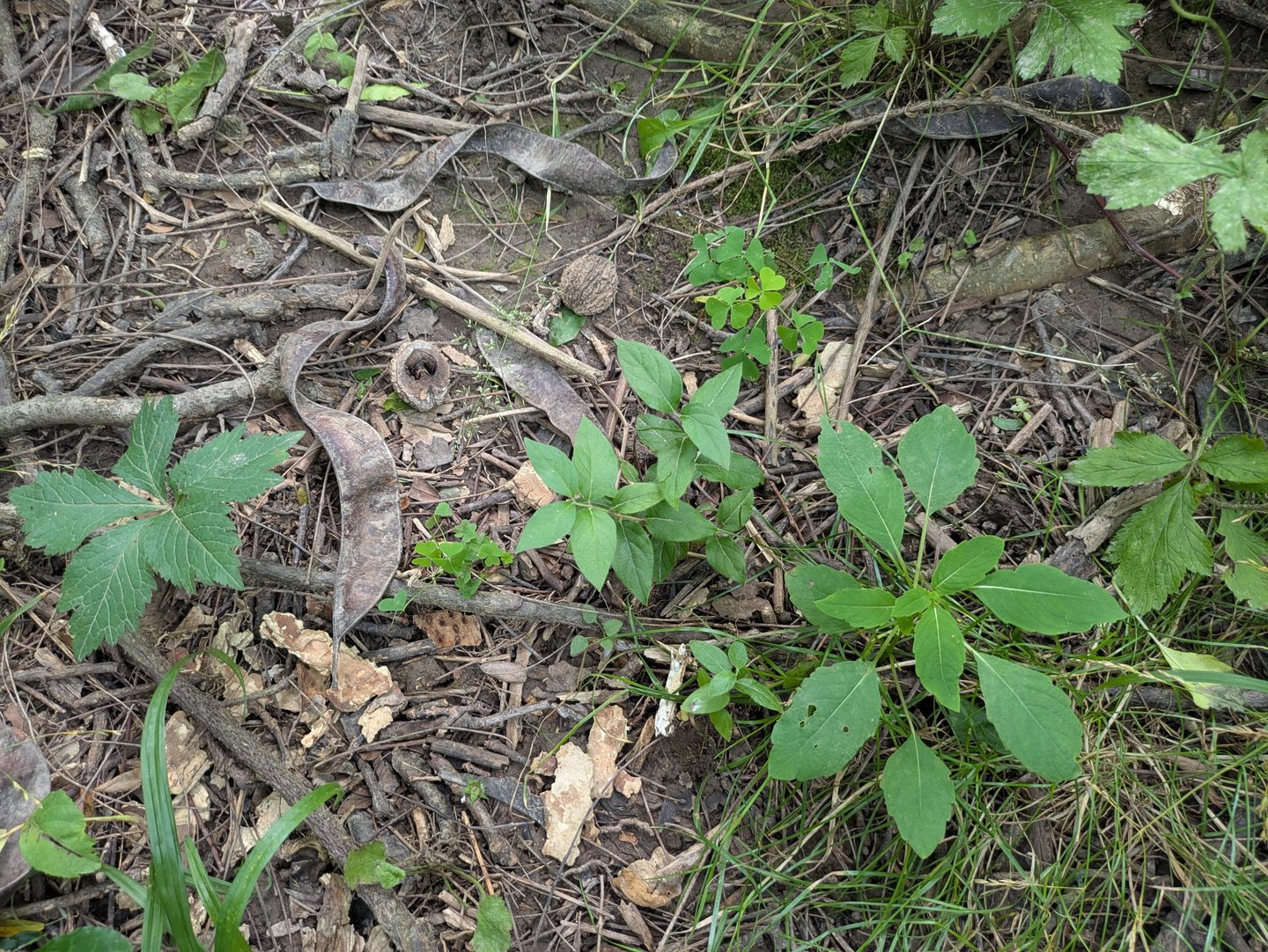 A small honeysuckle plant hiding among the underbrush