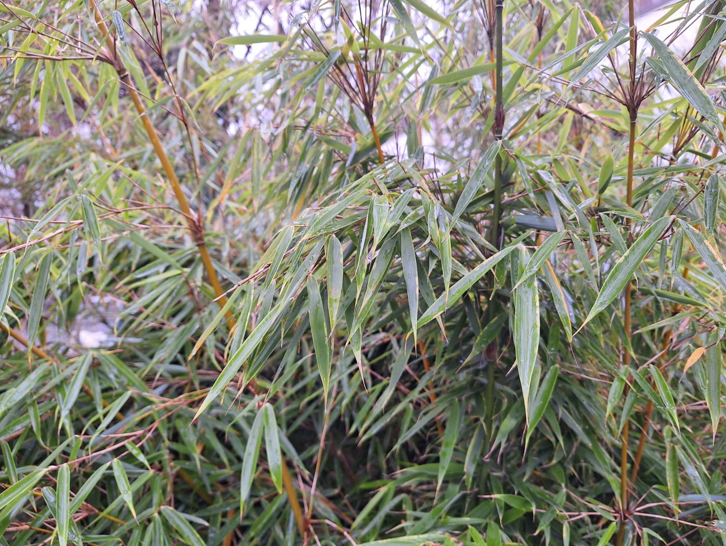 a Bamboo plant for sun with long green leaves