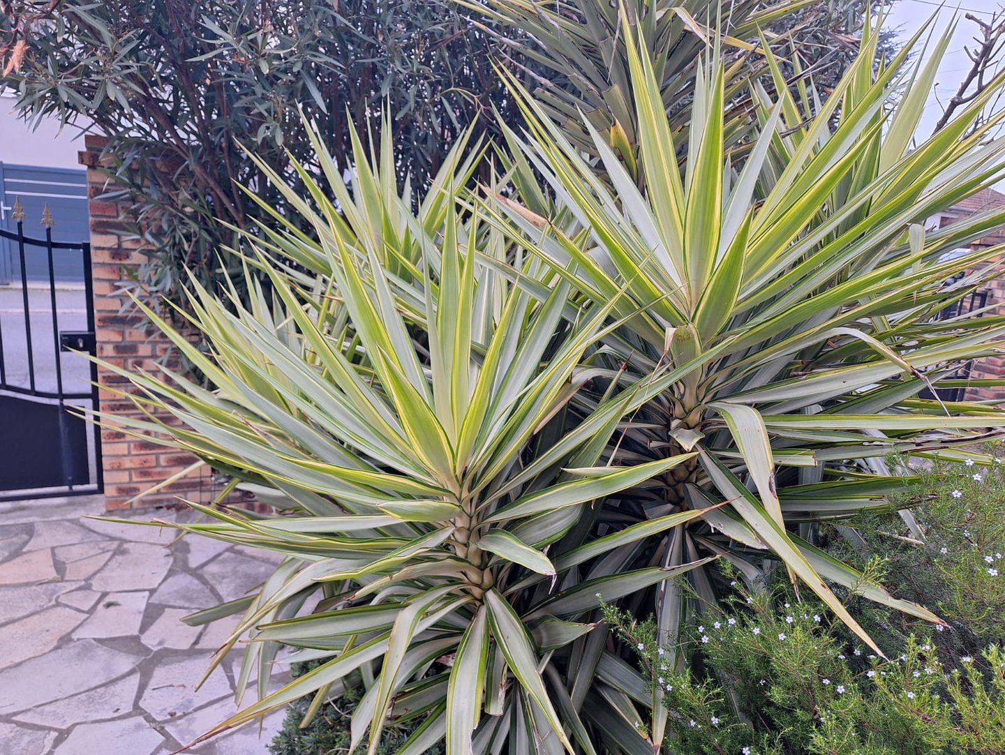 two outdooor cacti in a garden