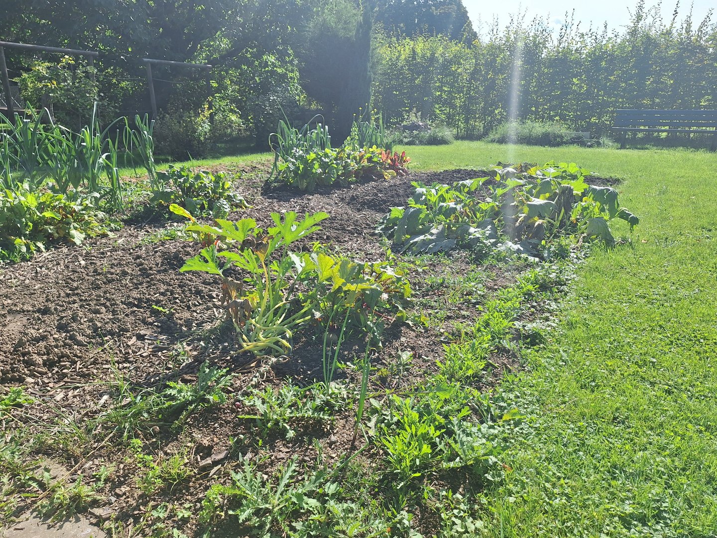 a garden full of companion plants planted next to each other