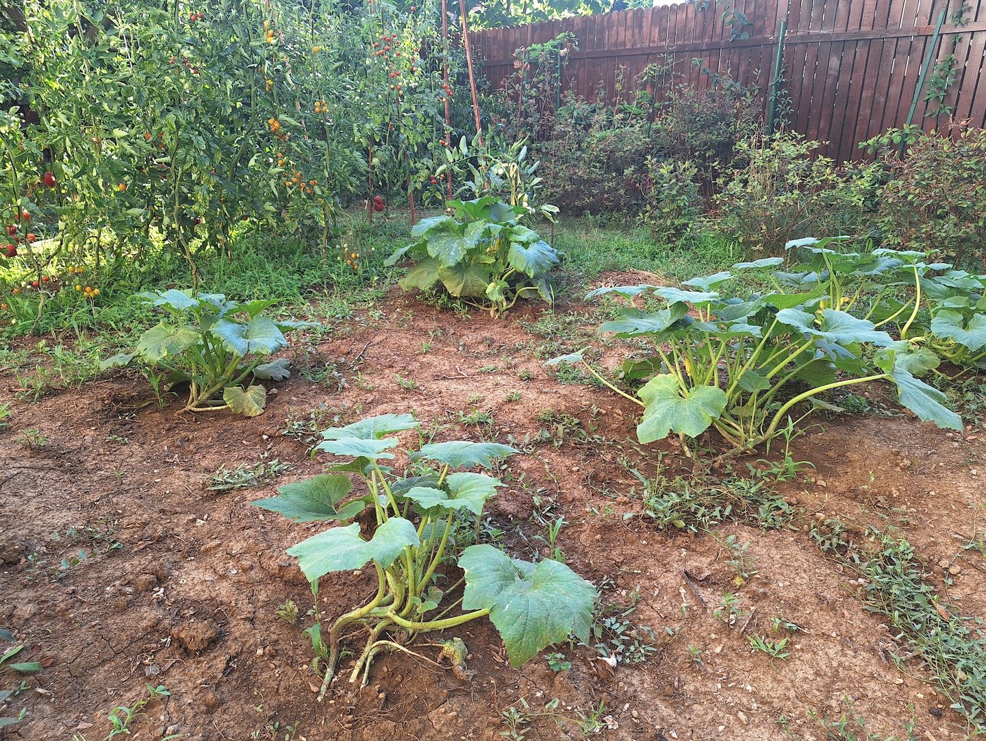 gardening with vegetables: the normal method