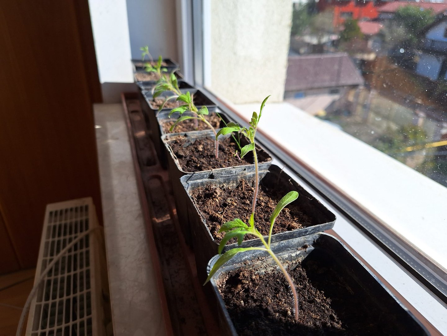 multiple plant seedlings in small containers