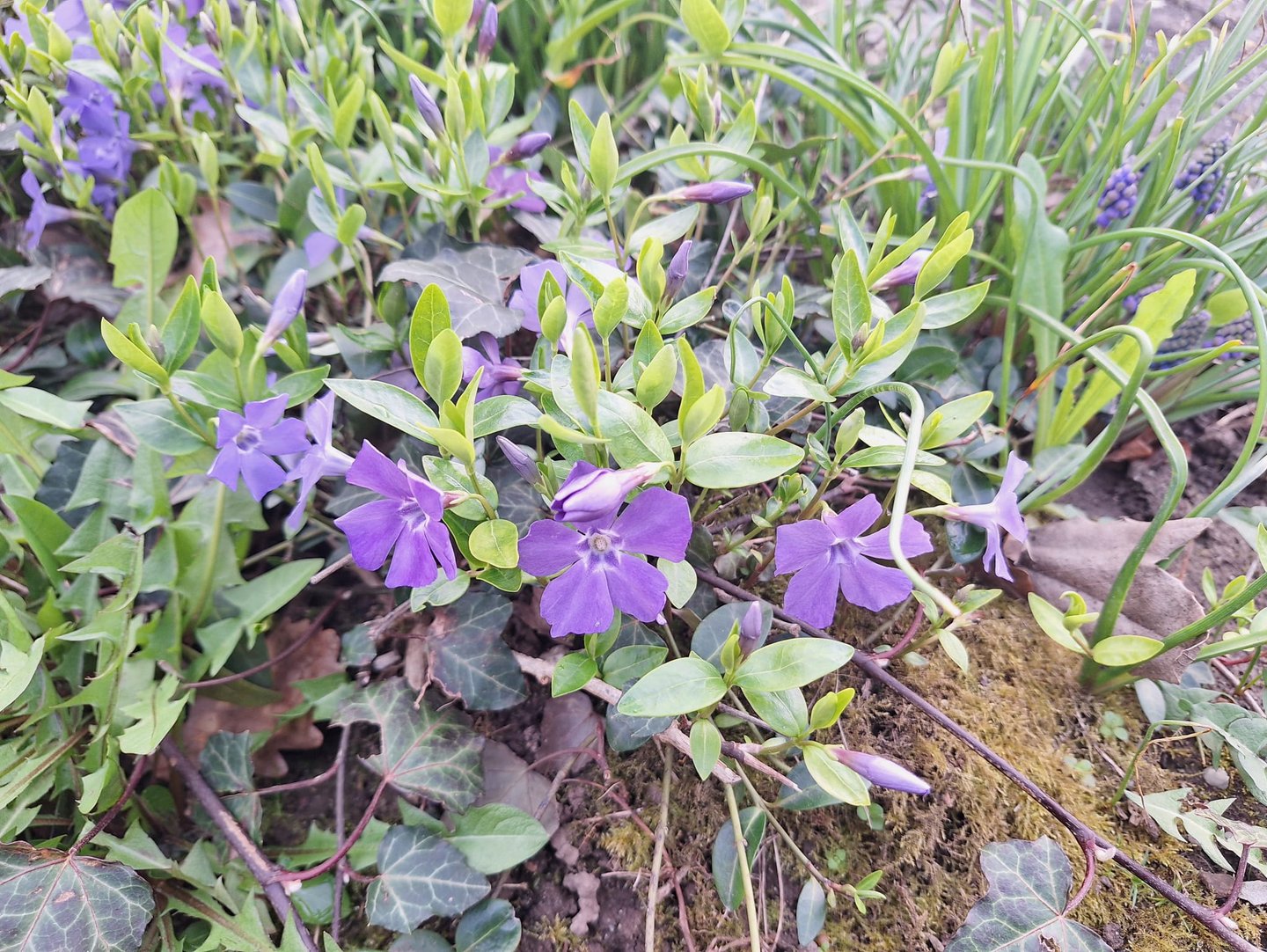 a Vinca plant wit purple flowers