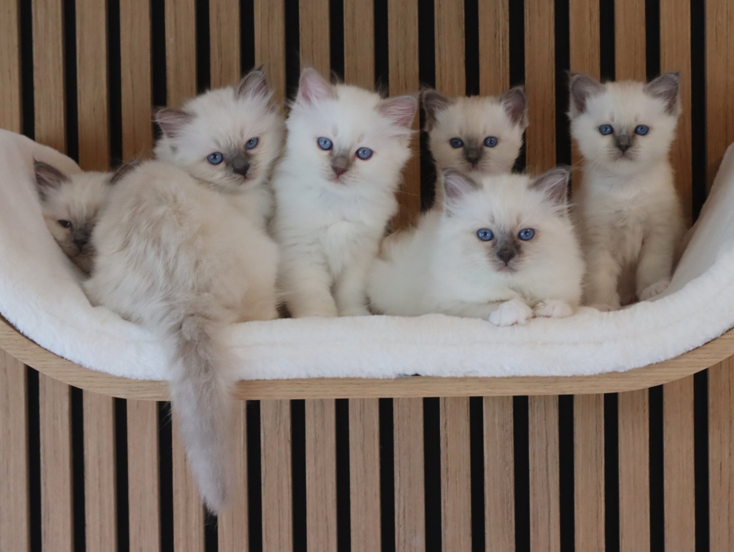 Seks Hellig Birma kattunger