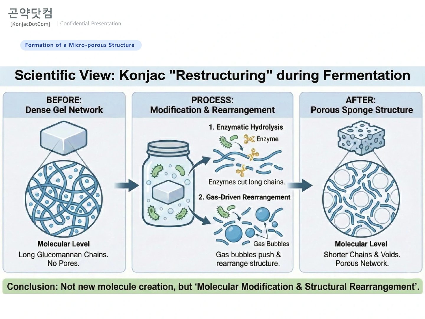 Konjac restructuring from a dense gel to a porous sponge structure via fermentation.
