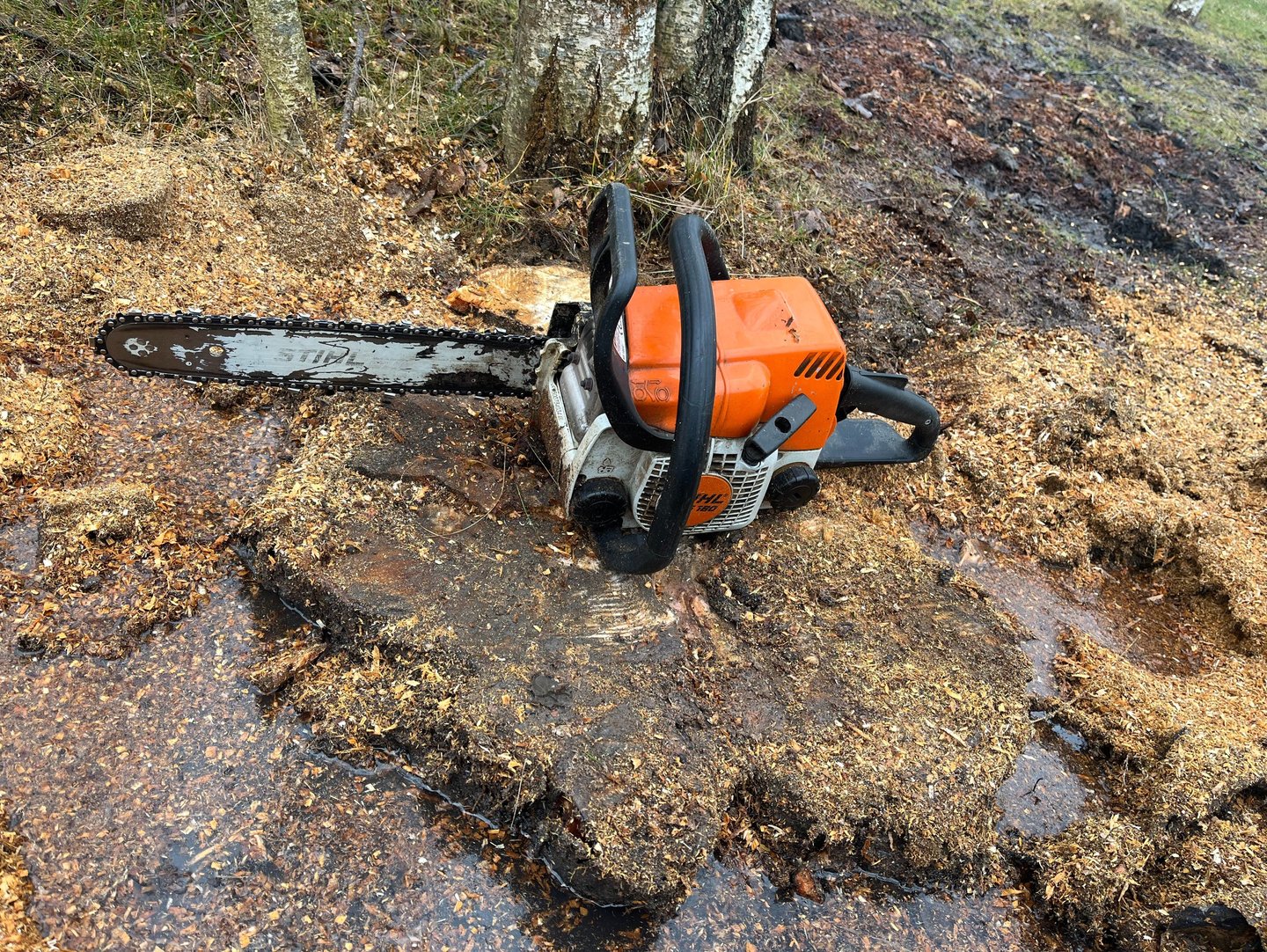 Kelmų naikinimas ir frezavimas po medžių pjovimo sklype