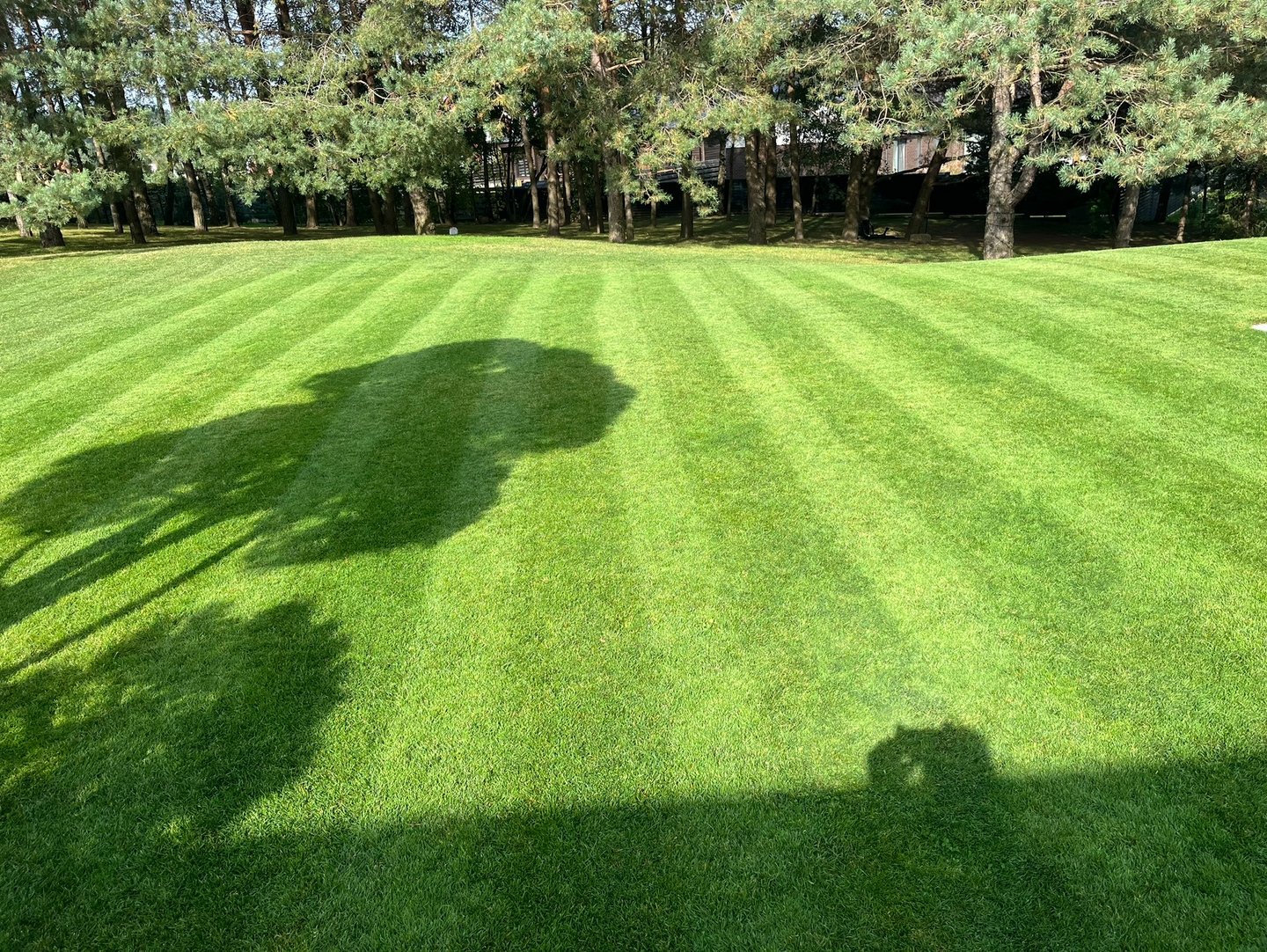 Gražiai įrengta veja