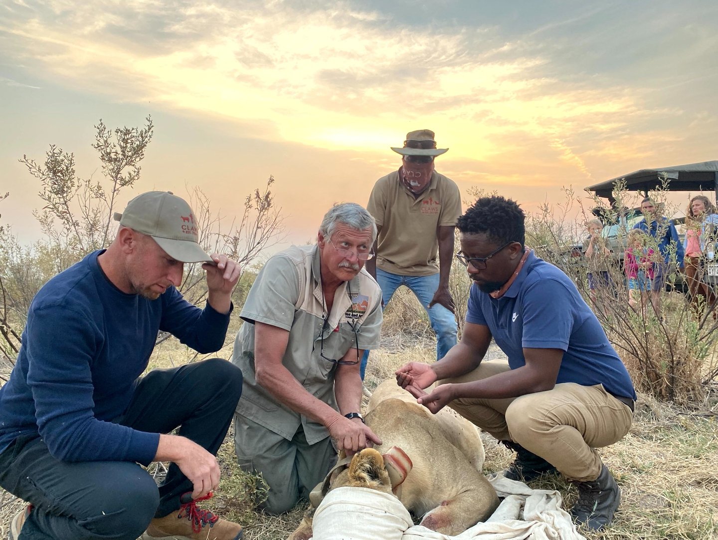 Dr Erik and the research team placing a satellite tracking collar on an immobilized lioness