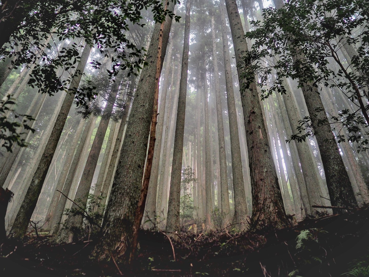 Low angle view of tall sugi trees in a misty, fog-filled evergreen forest landscape.