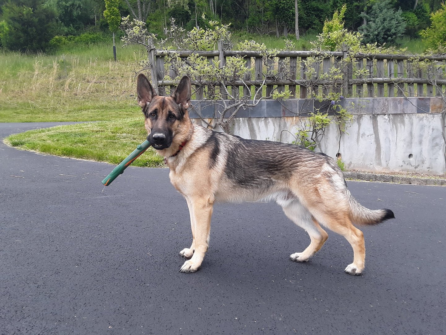 German Shepherd holding stick