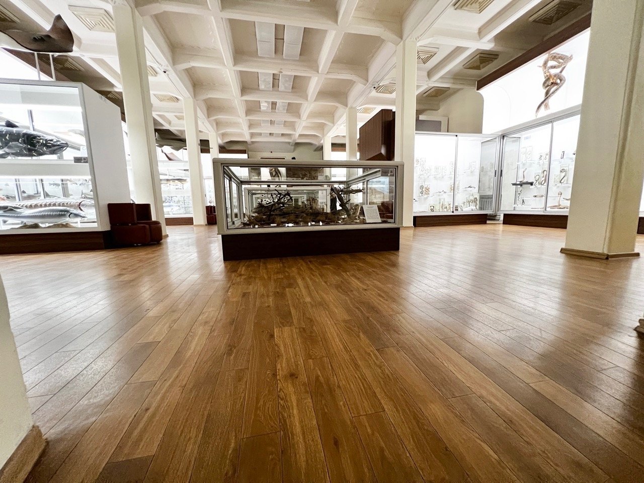 Kauno T.Ivanausko zoologijos muziejus