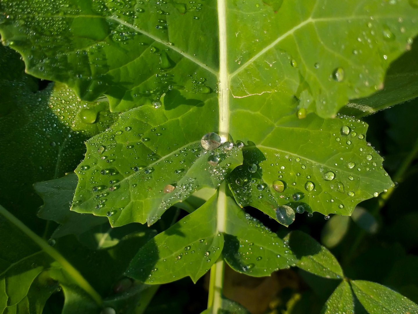 wet canola leaf
