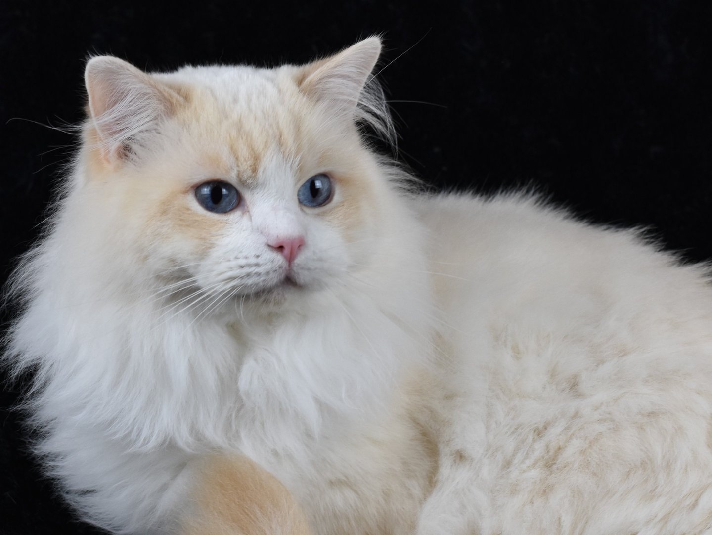 Shamallow de la Tribu Indigo