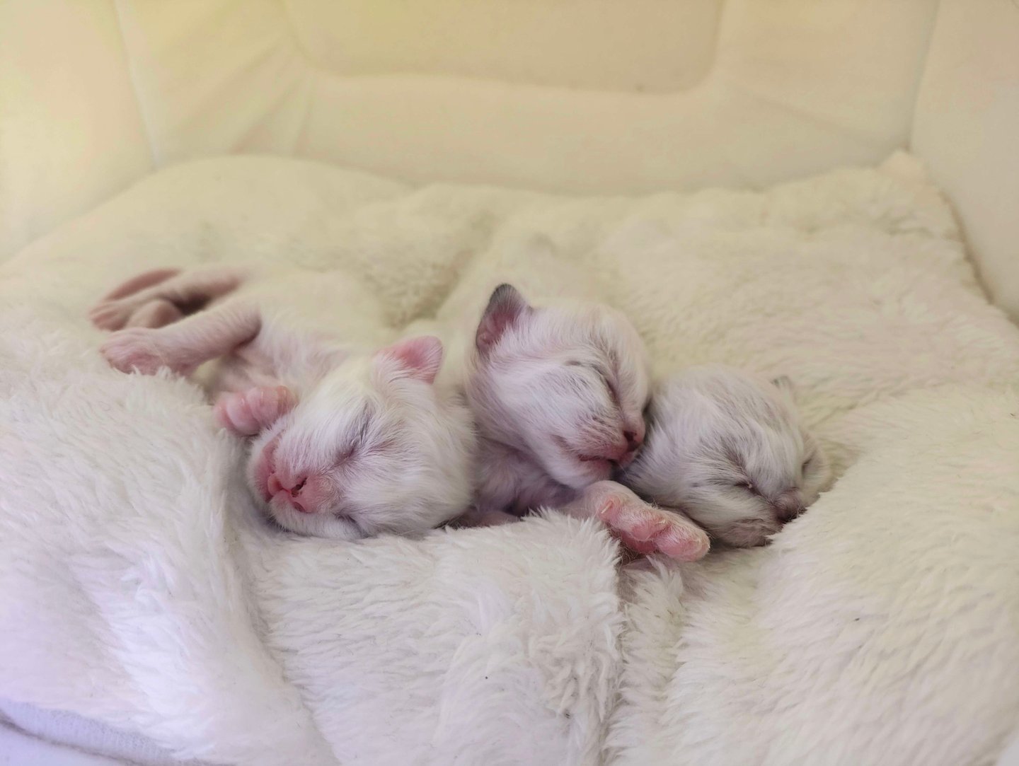 Trois chatons Sacré de Birmanie âgés de 7 jours