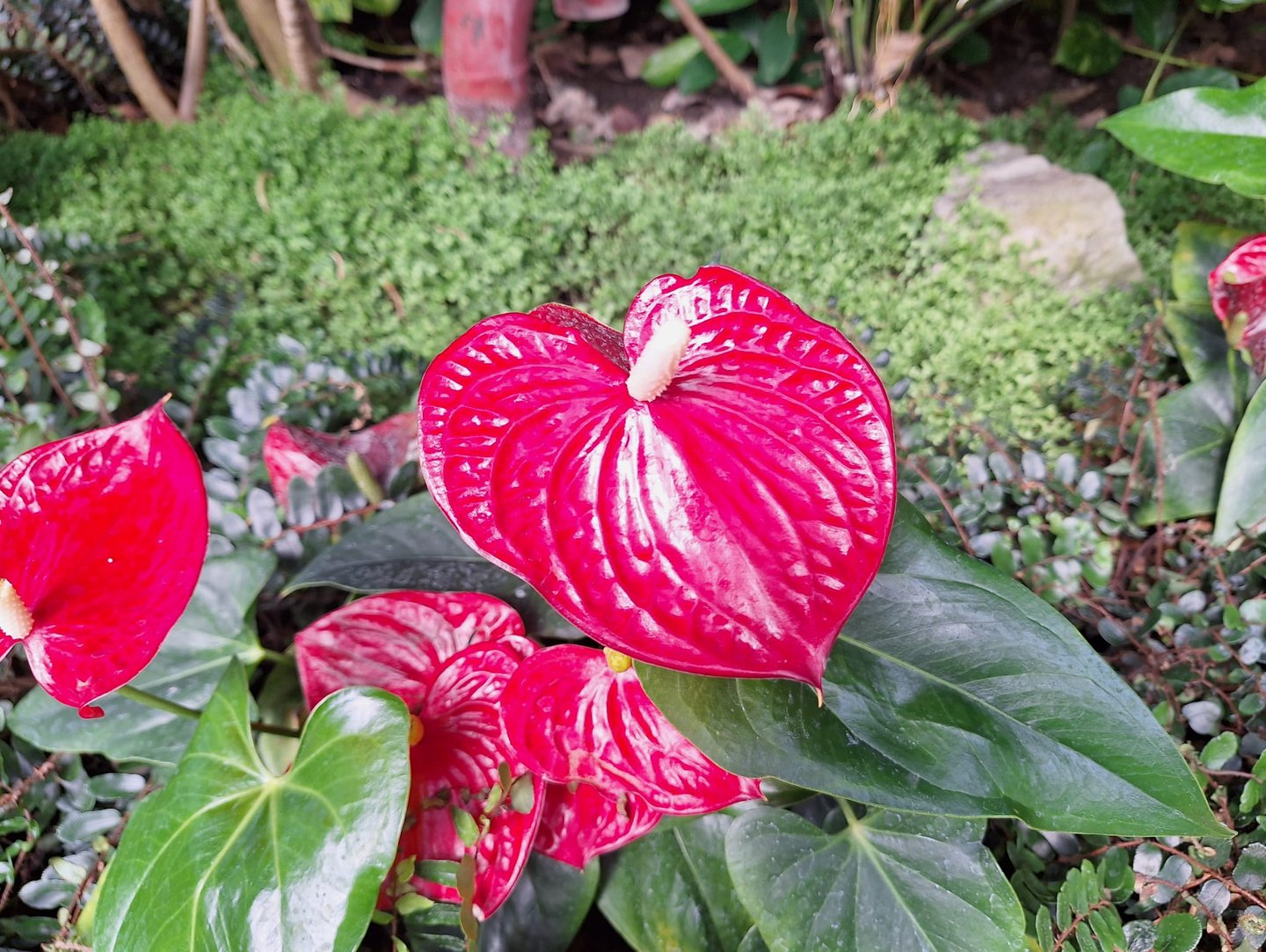 bright red Flamingo Lilys in a green space