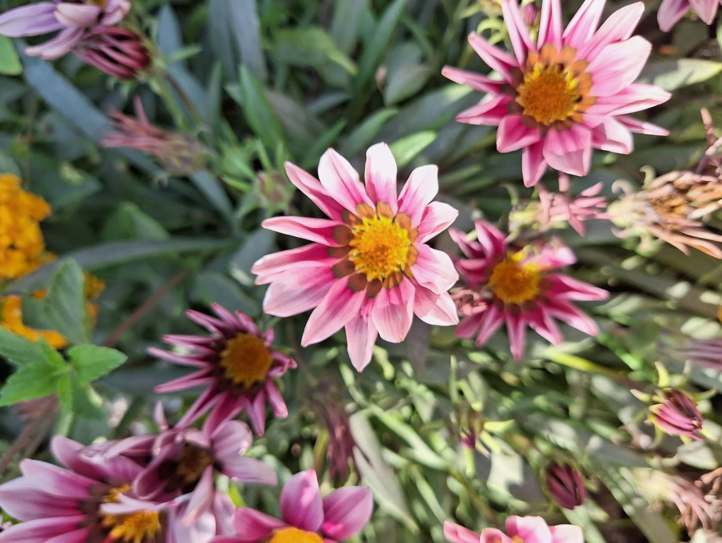 some pink Gazania annuals for full sun