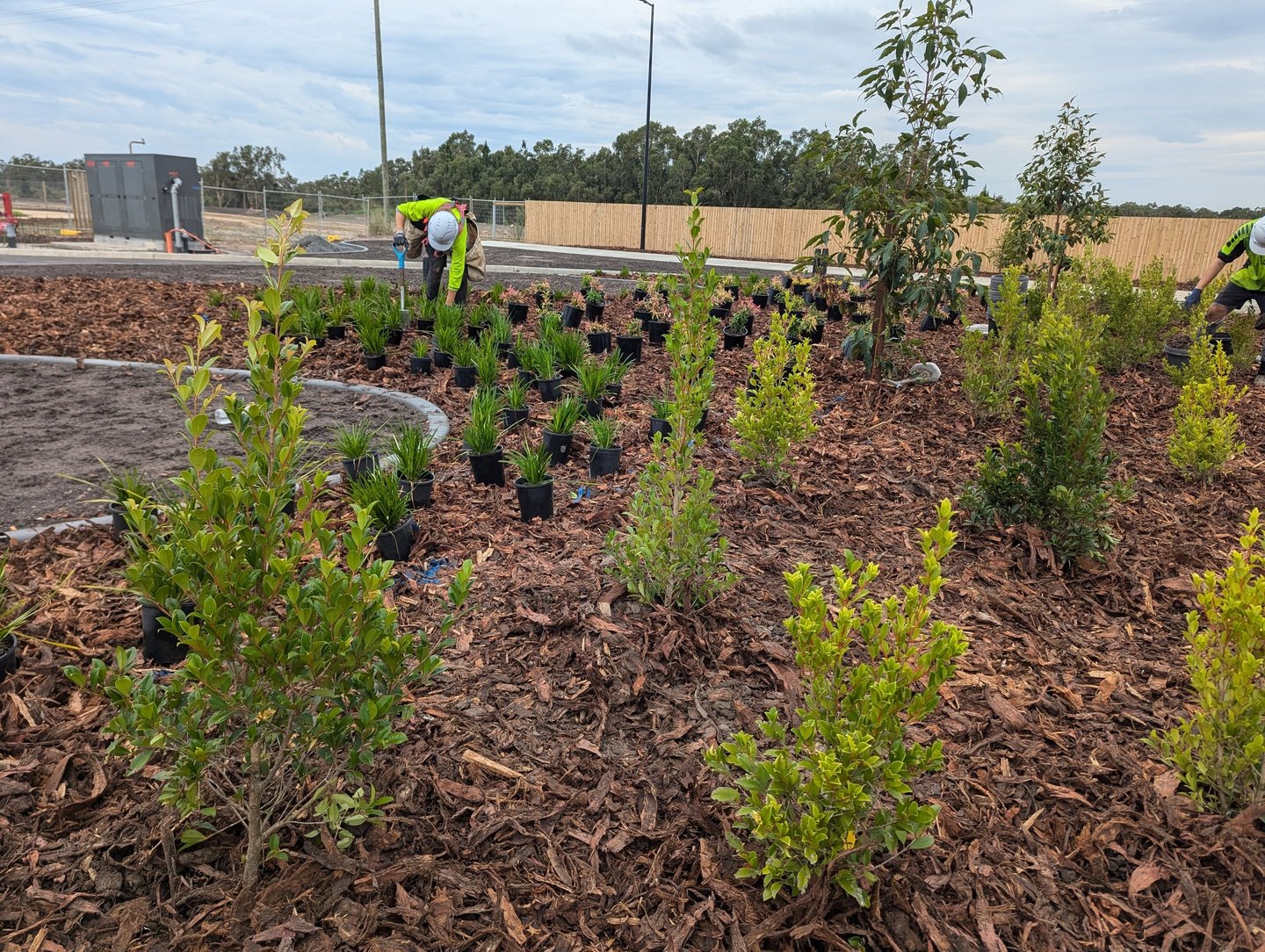 Professional tree planter planting shrubs and trees in a garden bed with fresh wood chip mulch.