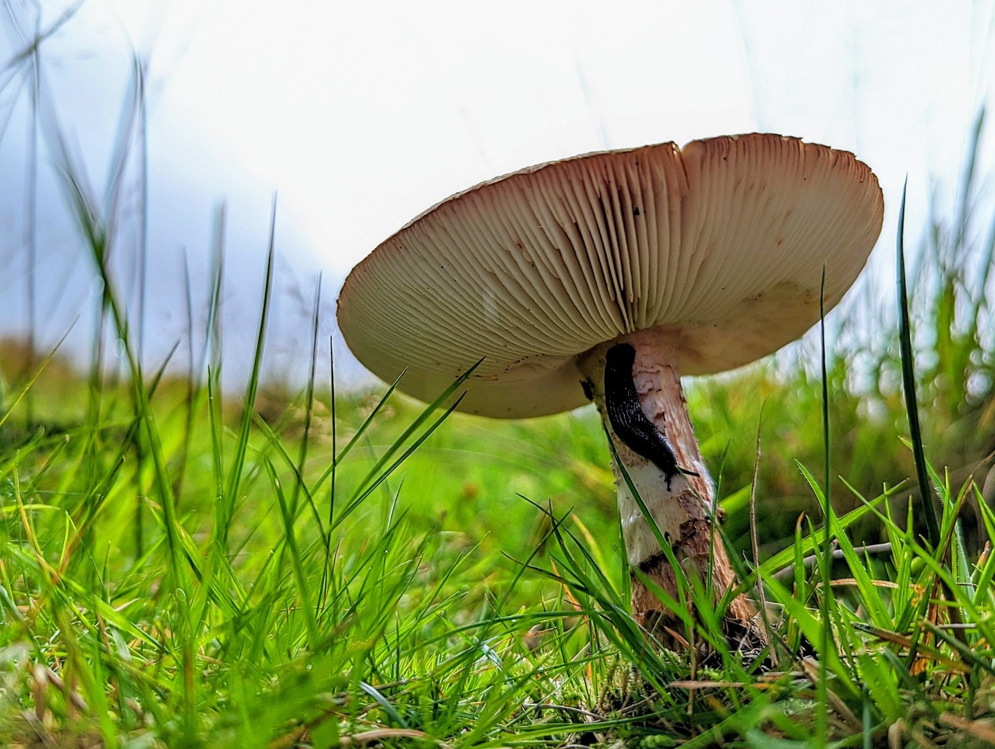 a mushroom on the ground with a slug on it