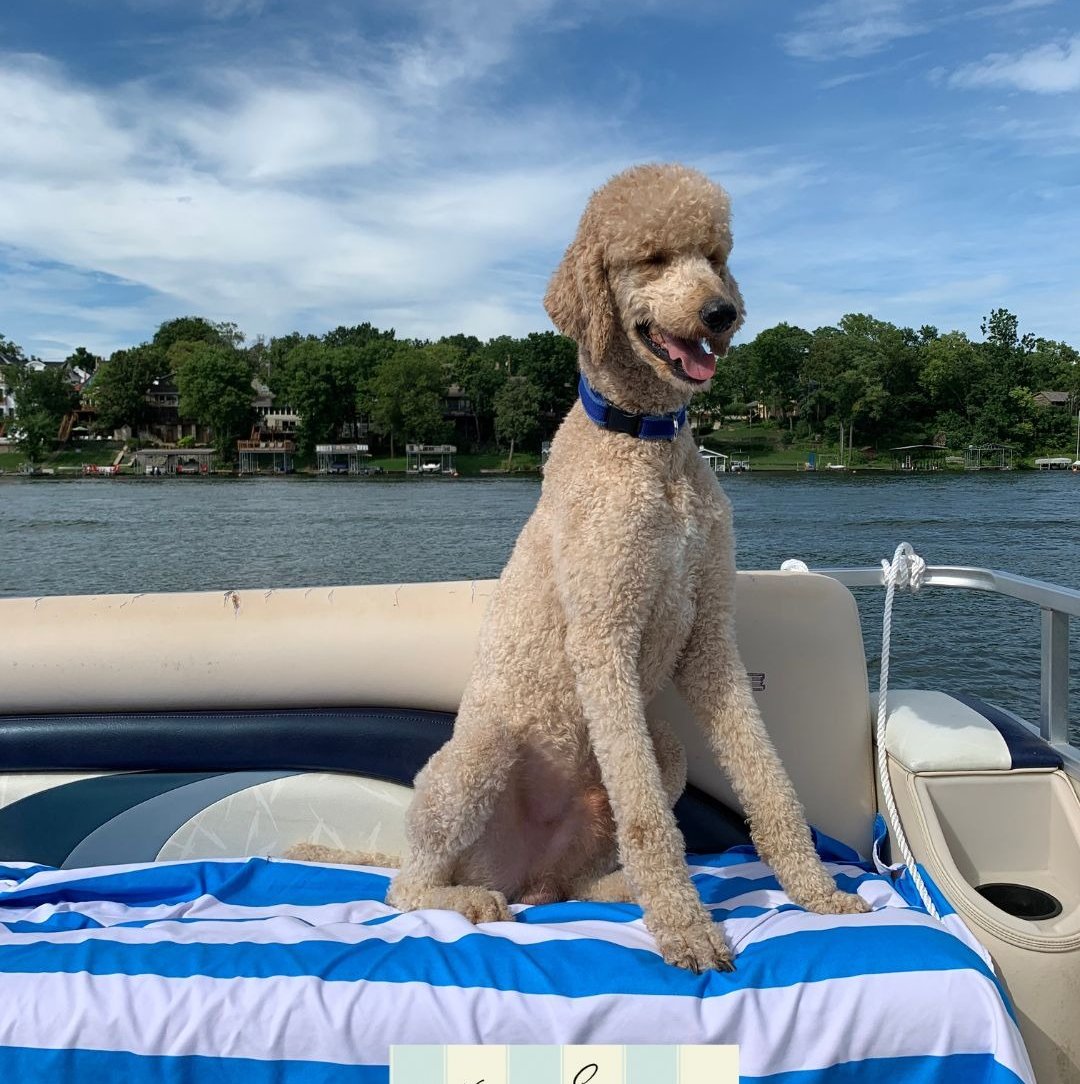 Teddy poodle on boat no logo