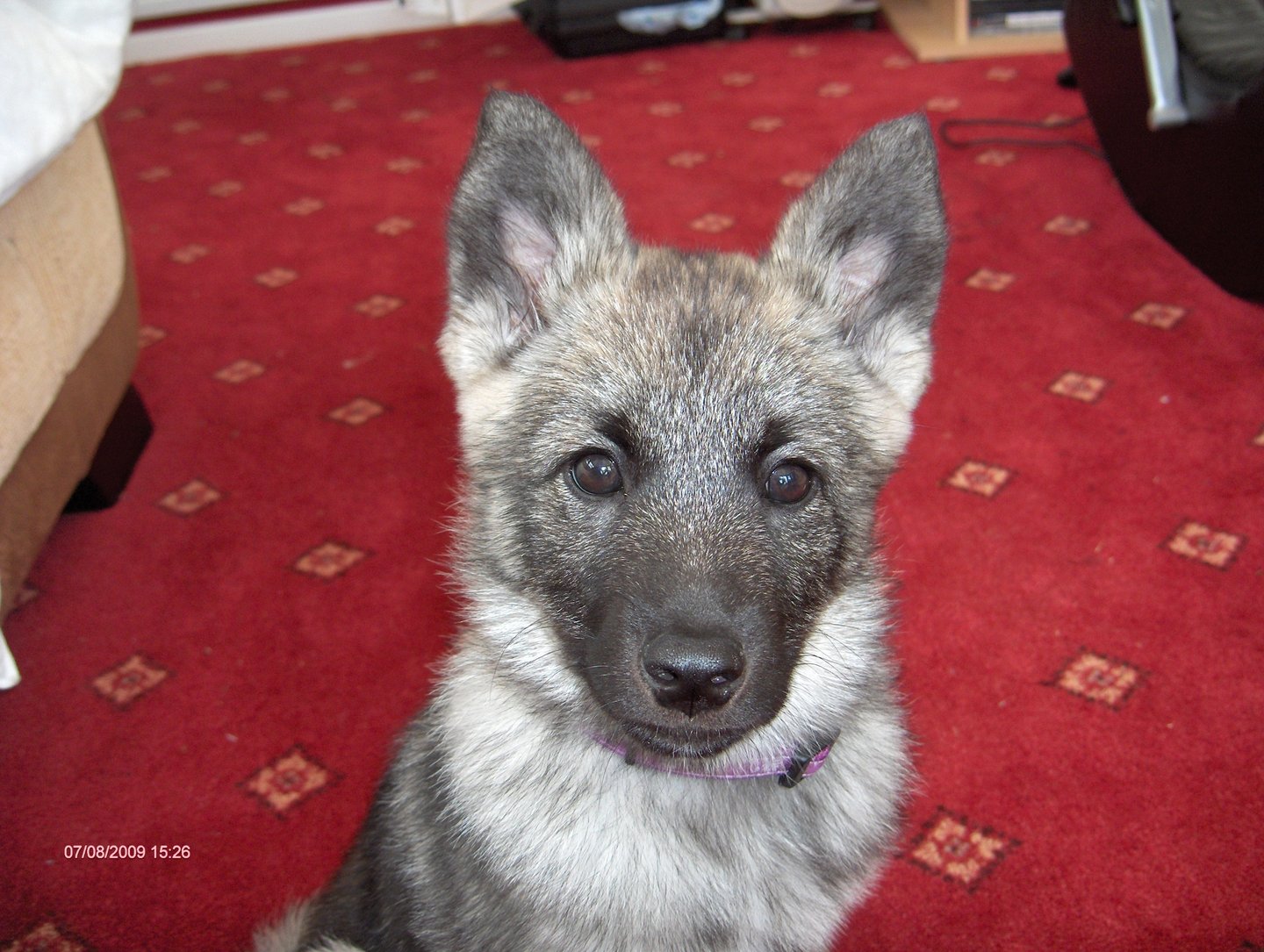 home dog boarding in Wakefield