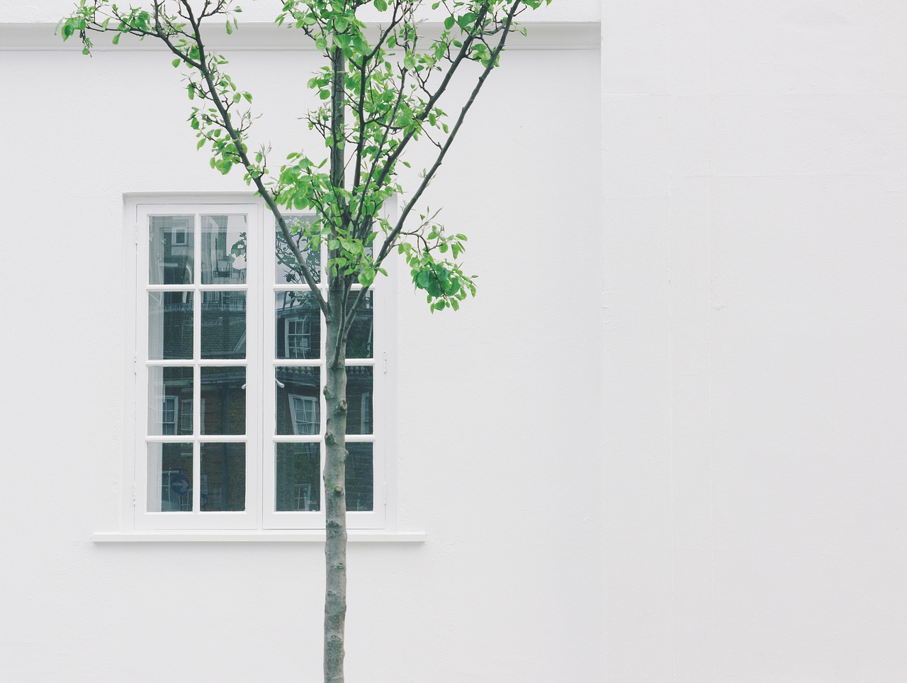 a tree in front of a white building