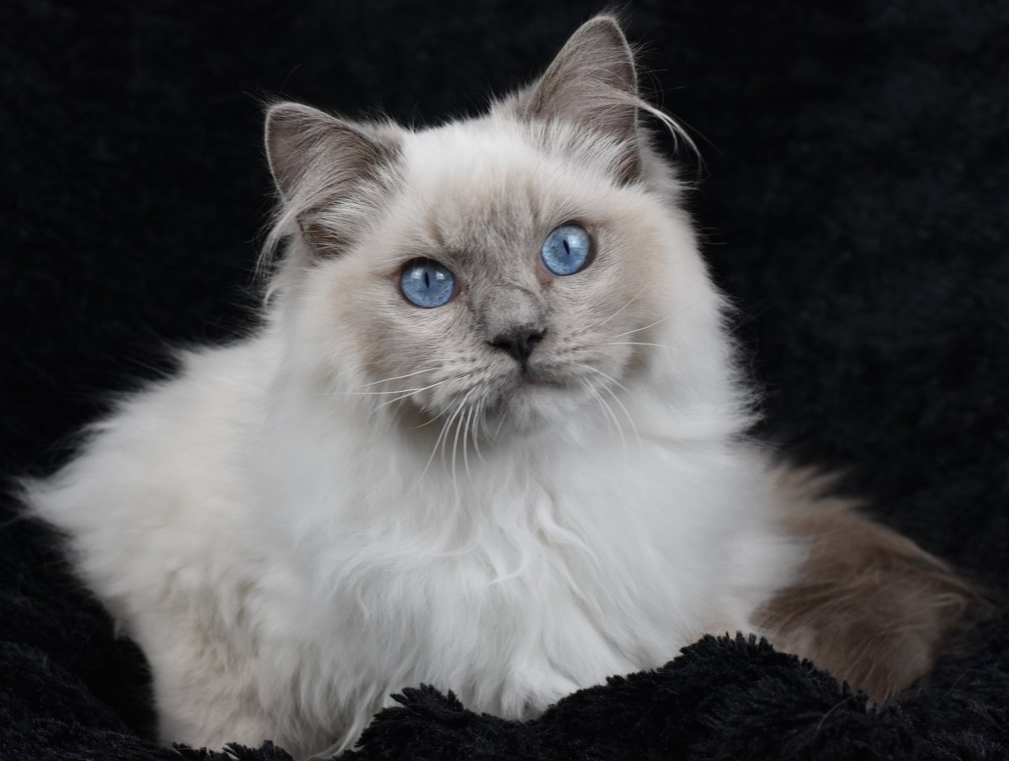 Wolfgang Amadeus du Manoir des Dolls