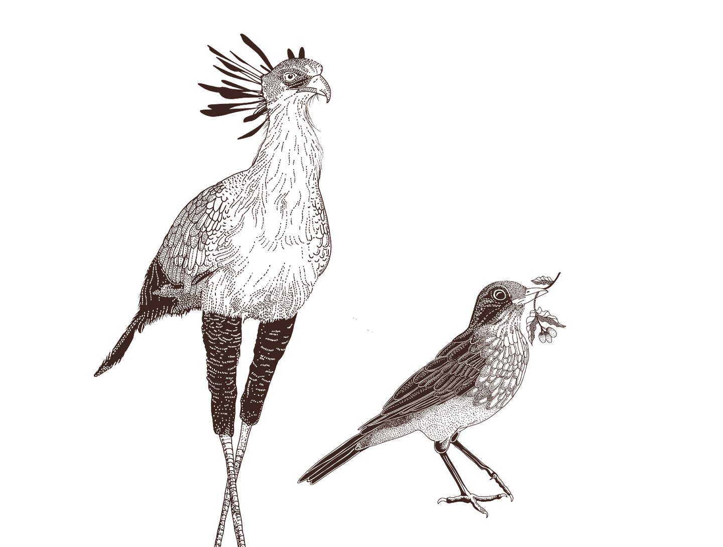 brown illustration of birds