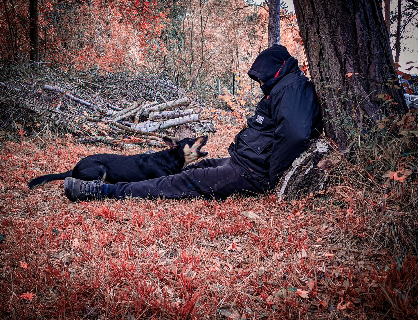 Un chien de sauvetage en surface indiquant la présence d'une victime dans un bois