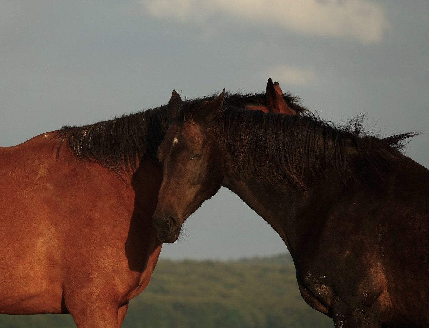 Nos chevaux pensionnaires du Manoir de Follemprise