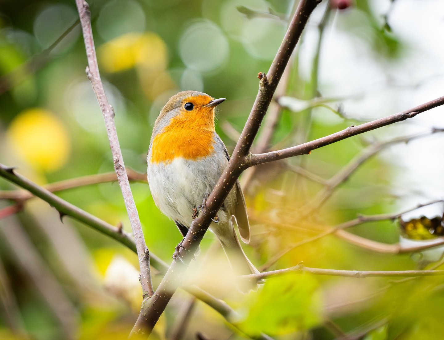Ein Rotkehlchen im Garten in Grevenbrück. Foto: Philipp Geisler