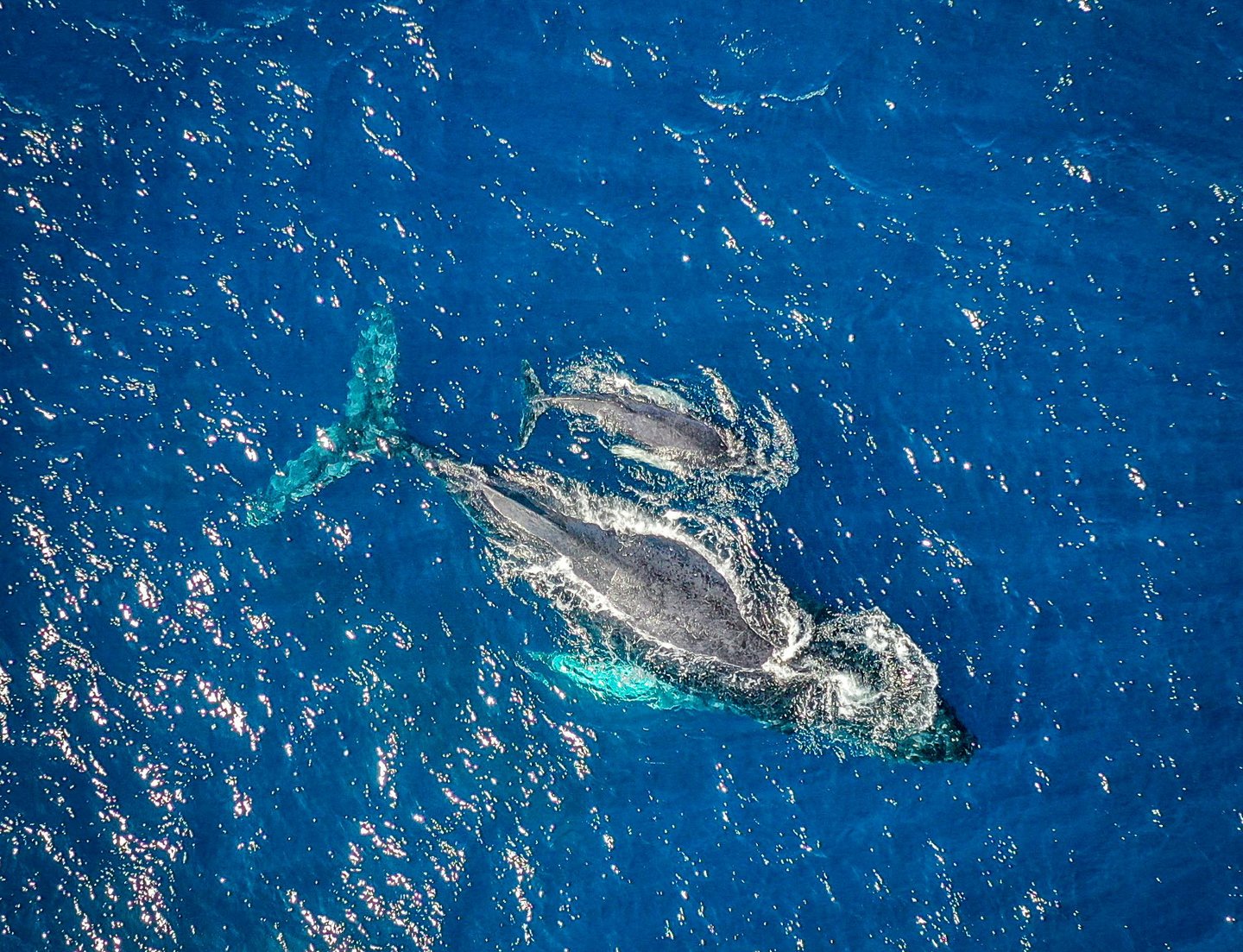Aerial view of a humpback whale mother and calf swimming in shimmering blue ocean water.