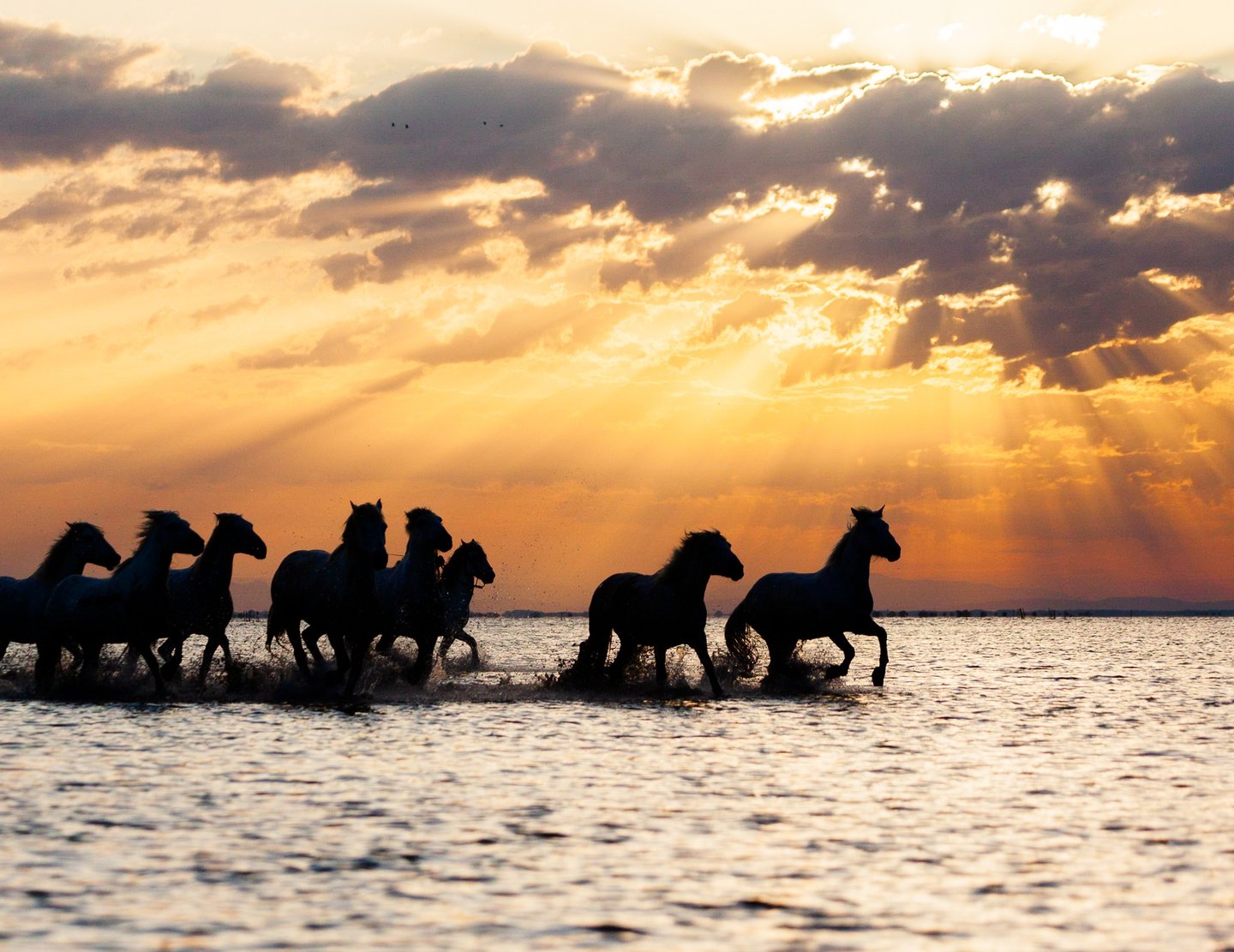 Silhouetted wild horses running through water during a golden sunset with dramatic sun rays.
