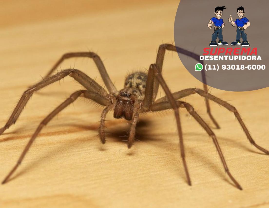 aranhas
