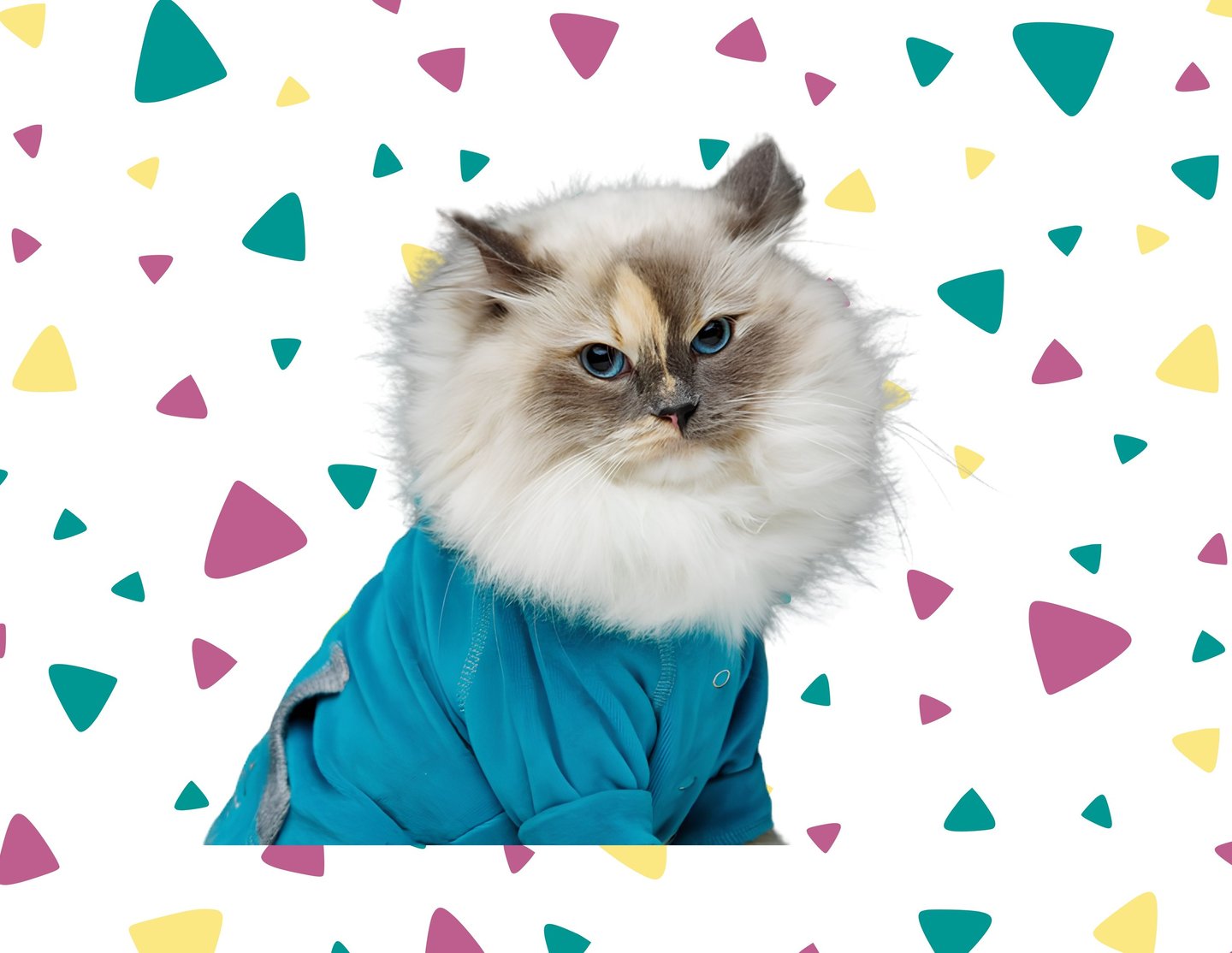 Gato Ragdoll de ojos azules con una camiseta azul.