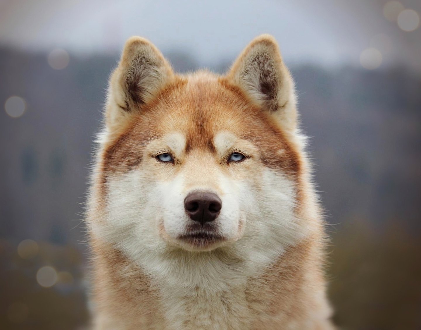 Husky-Erlebnisse, Husky-Ausfahrten, Husky-Trekkingtouren, Husky Abenteuer, Dietfurt, Bayern