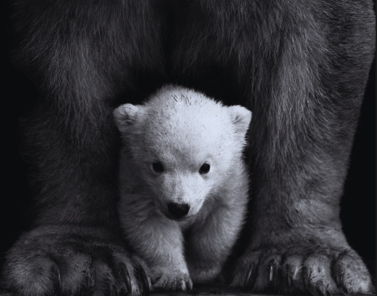 Bankeaz | Cute baby polar bear protected by his mother