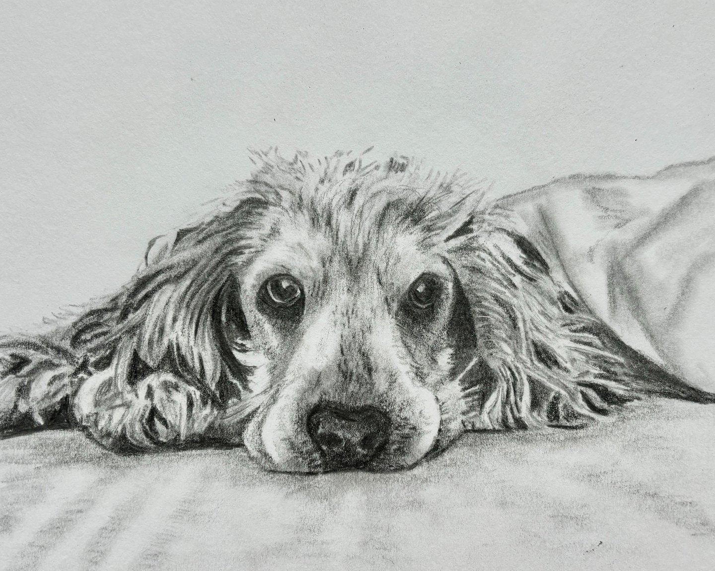 Graphite pencil drawing of Spaniel dog on a bed