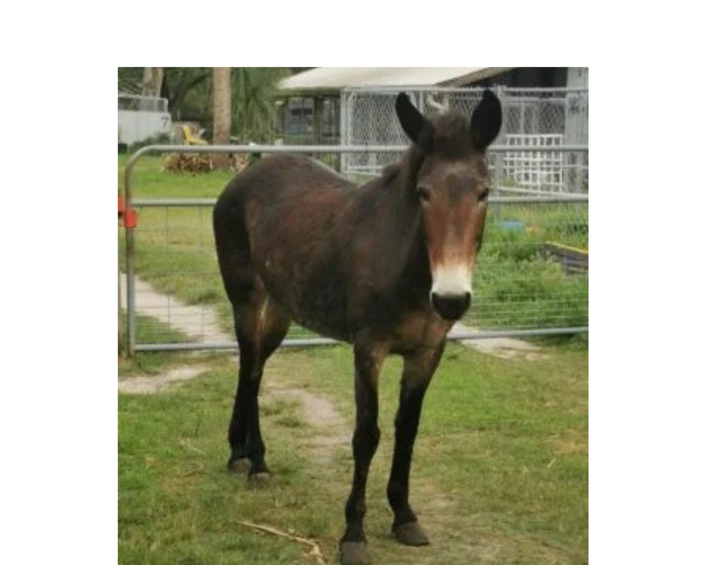 a mule with a white nose