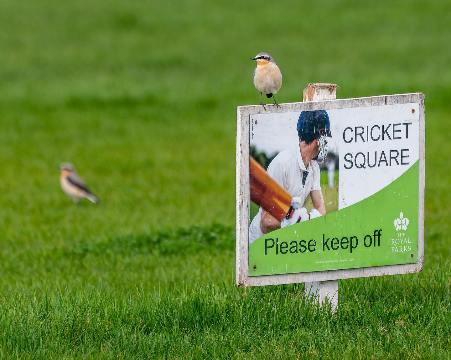 A Northern Wheatear on a cricket sign in Regent's Park. 