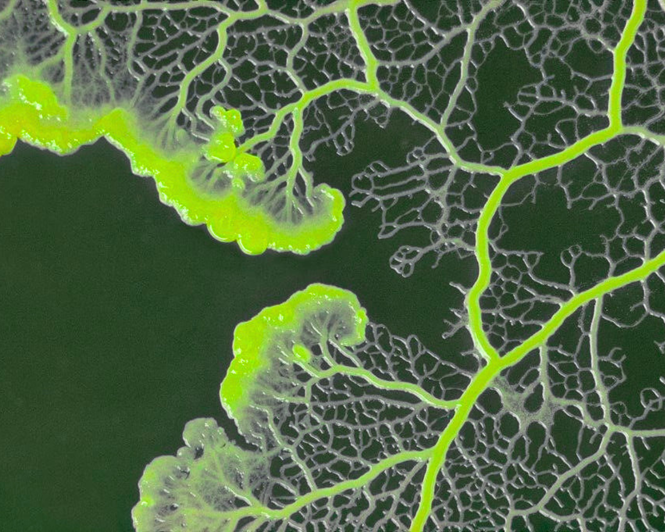 Macro photography of bright neon green Physarum polycephalum slime mold growing in a vein-like pattern.