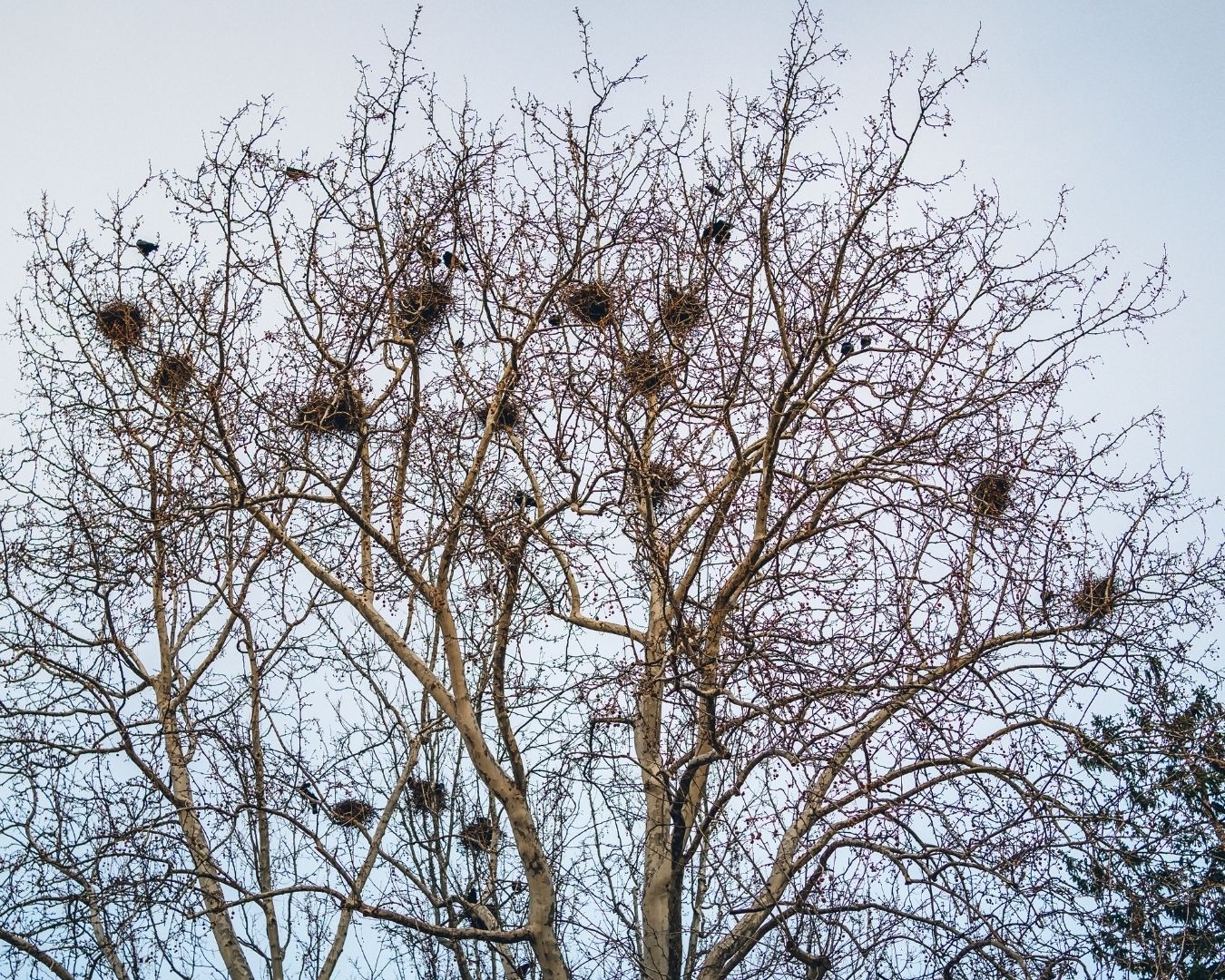 Plusieurs nids de corbeaux installés dans un arbre