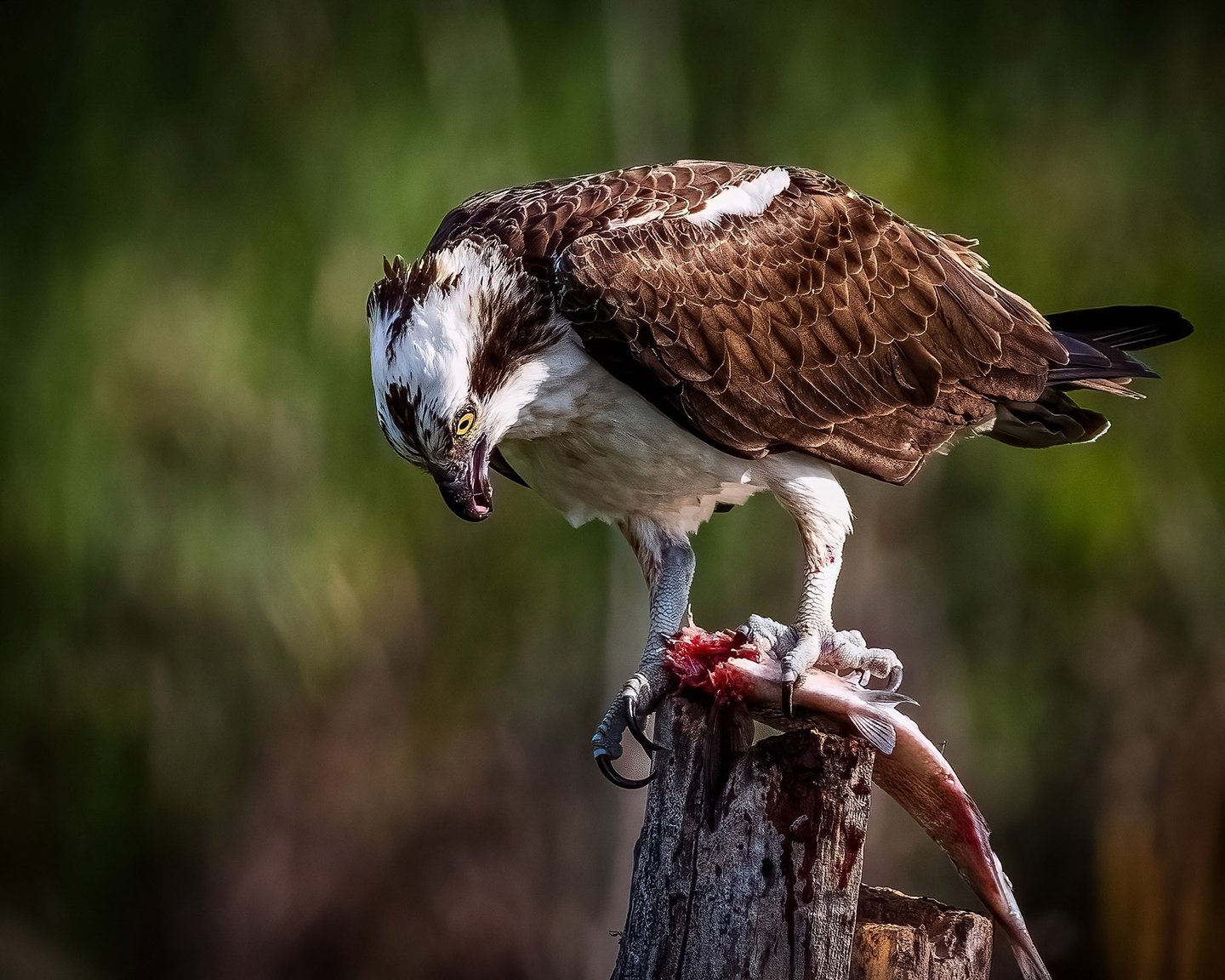 Osprey & Dinner
