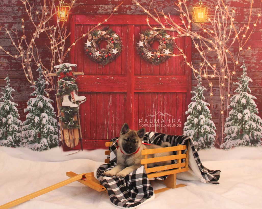 Norwegian Elkhound on a sled in holiday scene