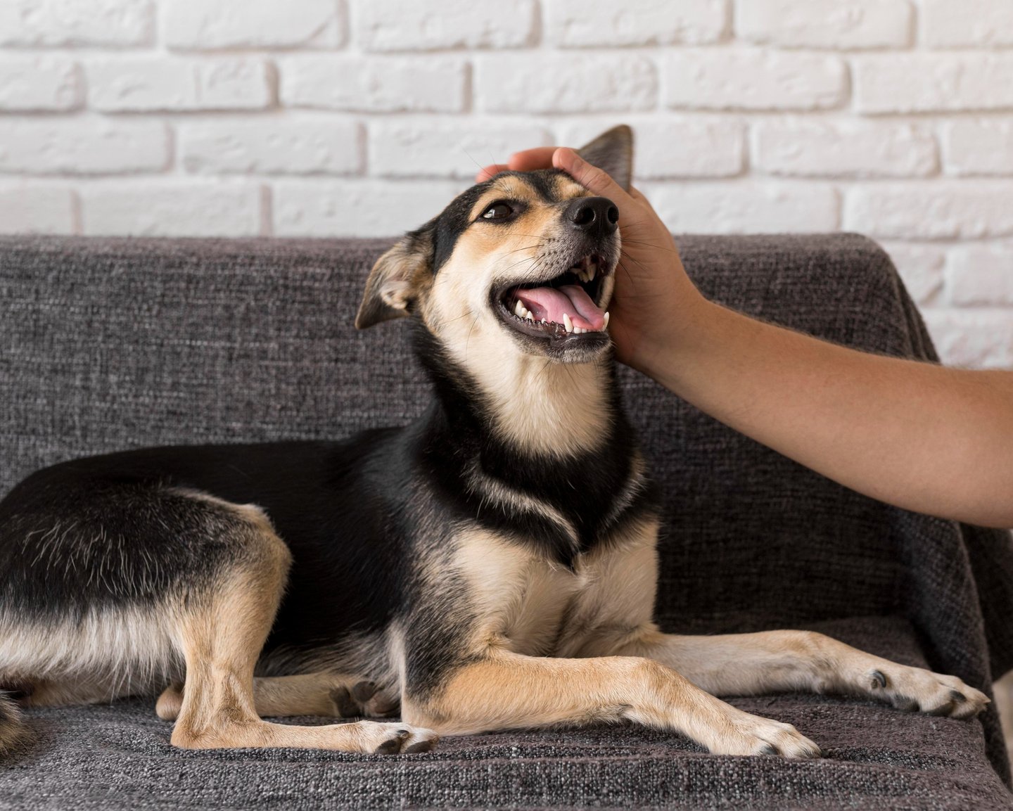happy dog on the couch at Fido's pet sitters Lynnwood Washington
