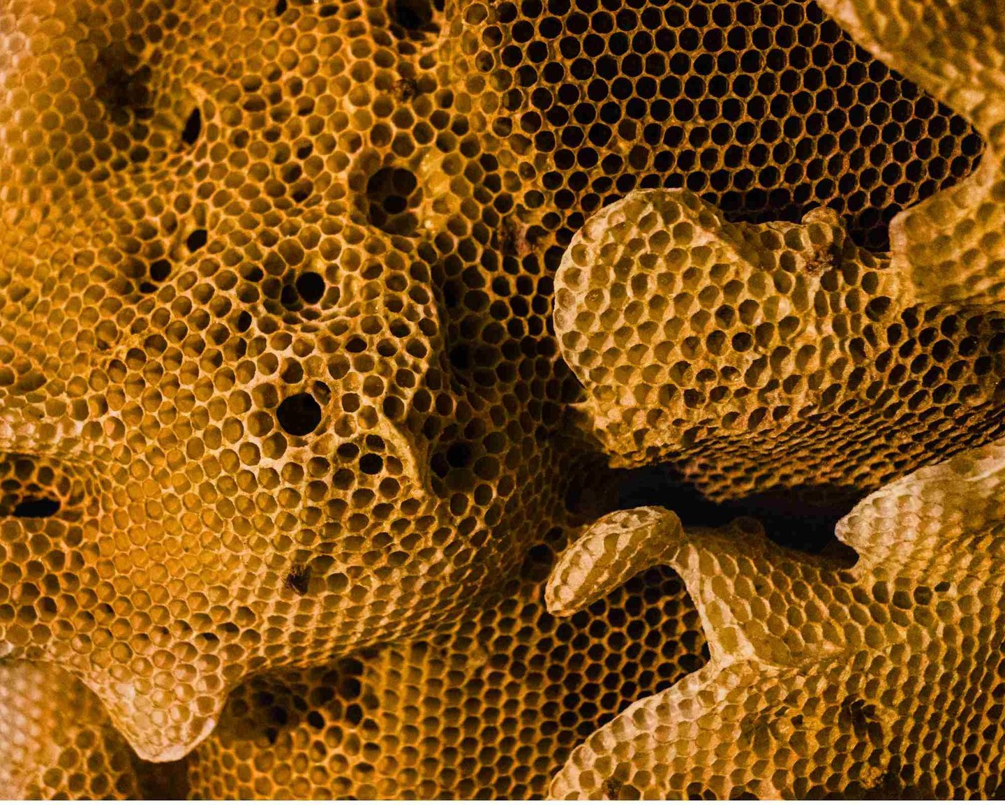 Bičių vaškas. Vaško nauda. Korys