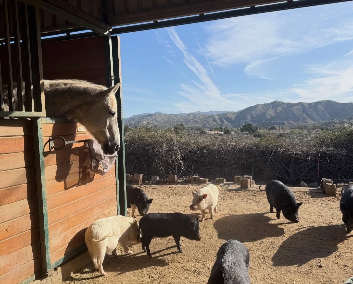 horse and pigs peacefully in barnyard