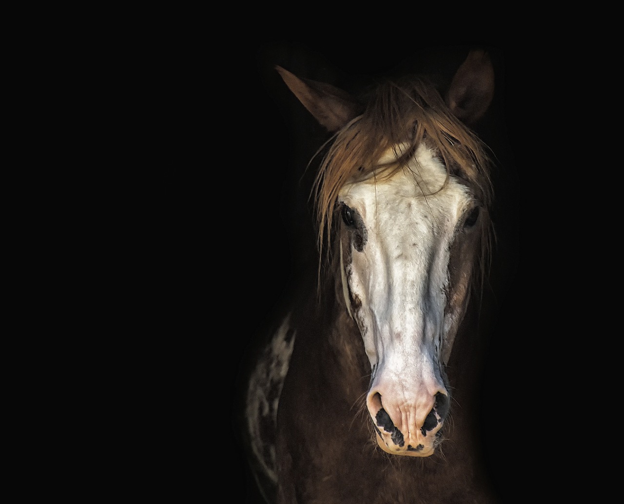 Séance de comportementalisme animalier à domicile pour chien, chat et cheval