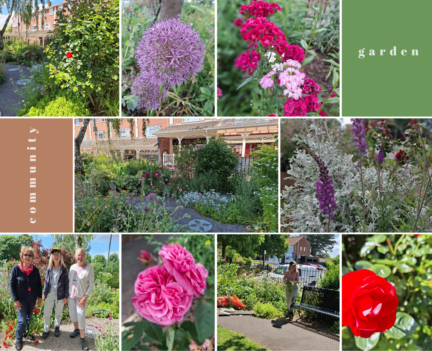 Priorswood Community garden North Taunton flowers bright colours