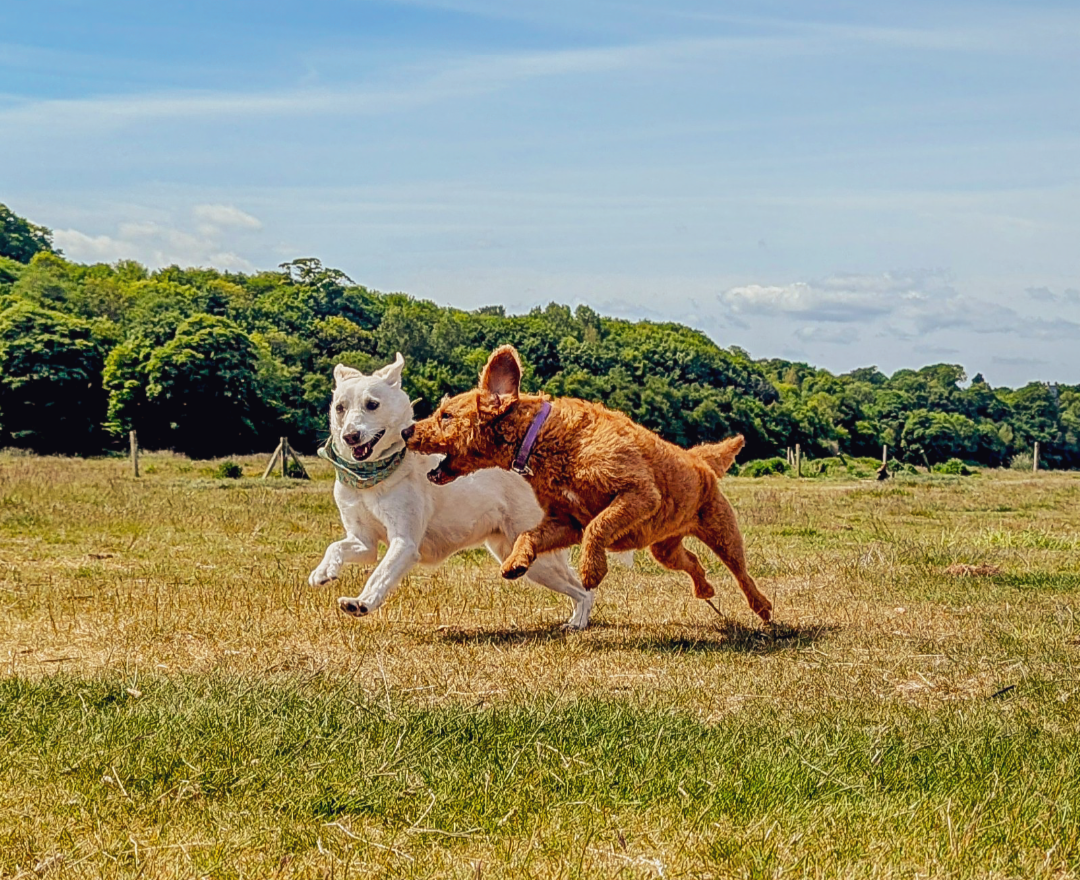 Skye and Ottie running and playing on a group walk in Edinburgh